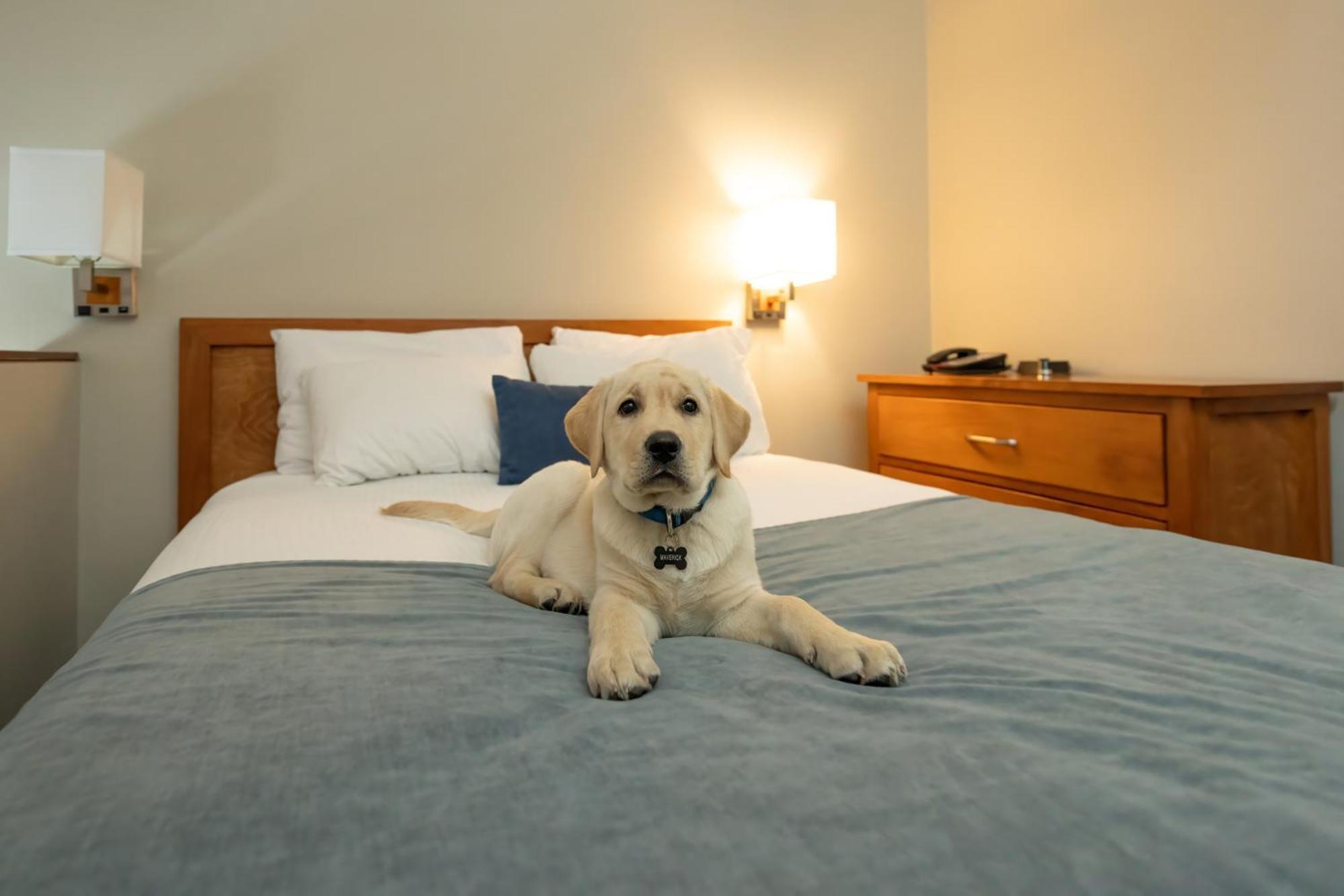 Whistler Village Inn & Suites Kültér fotó